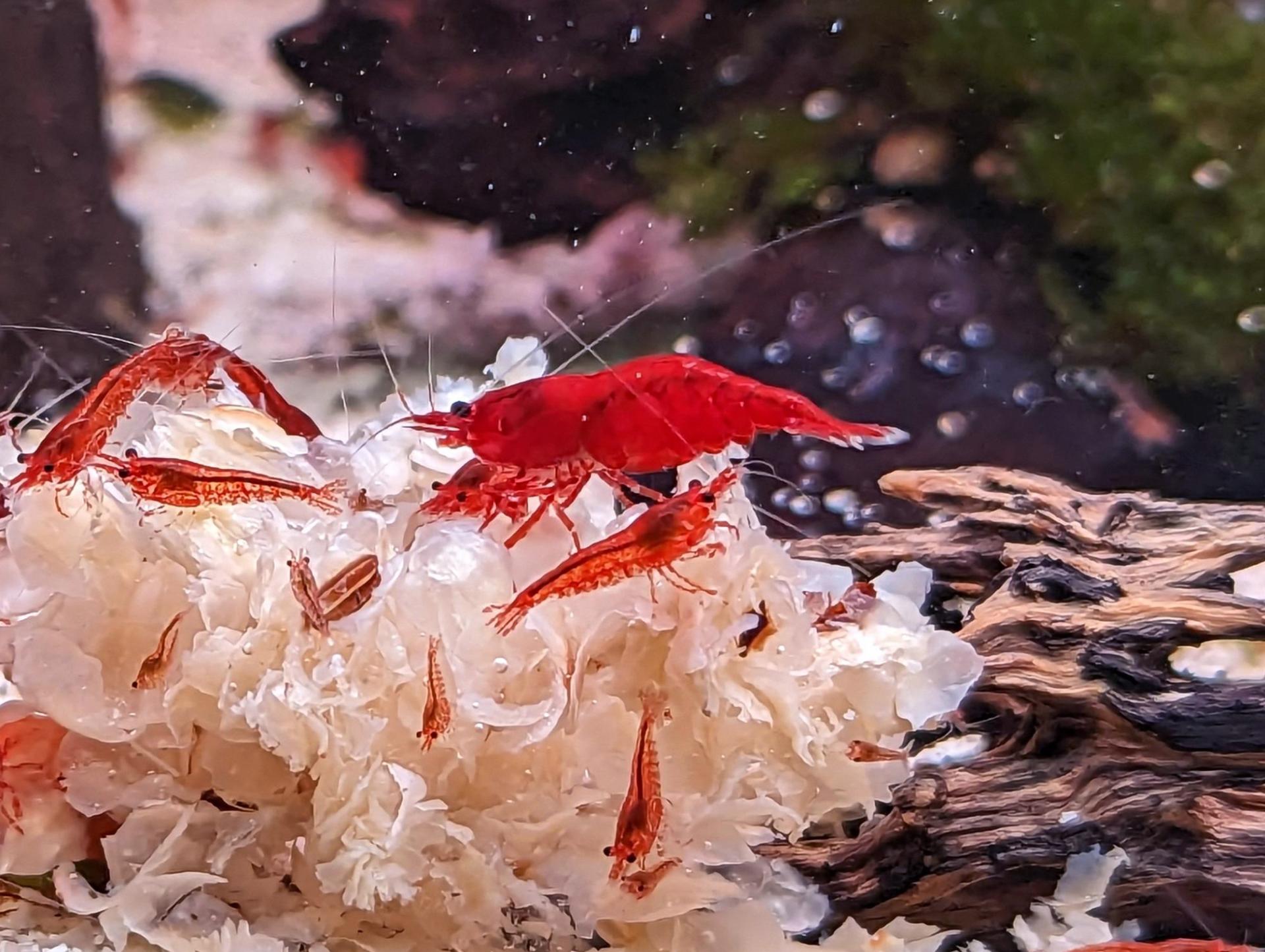 Buy Caridina and Neocaridina Shrimp online in Australia Point Pleco